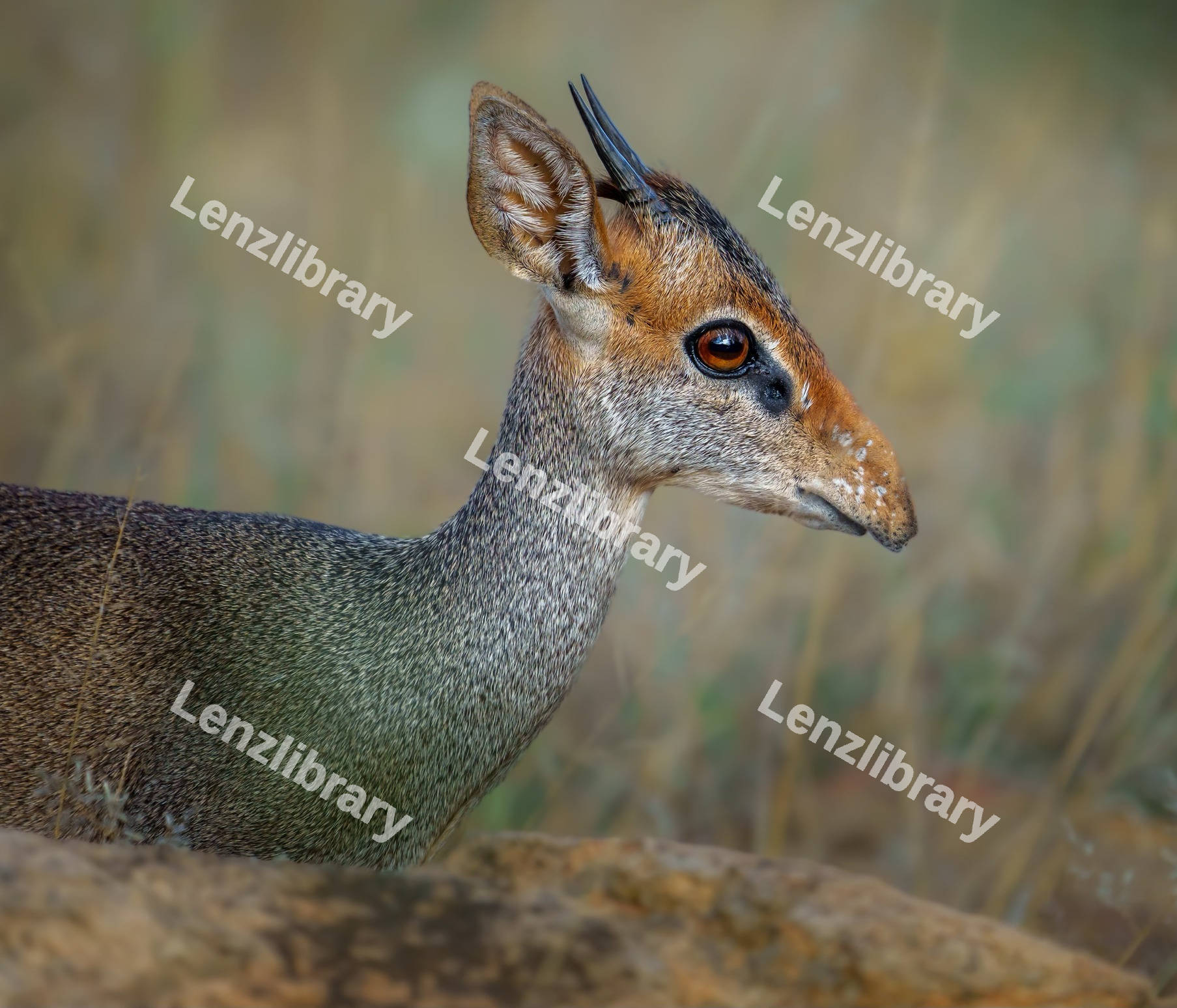 Günther's dik-dik